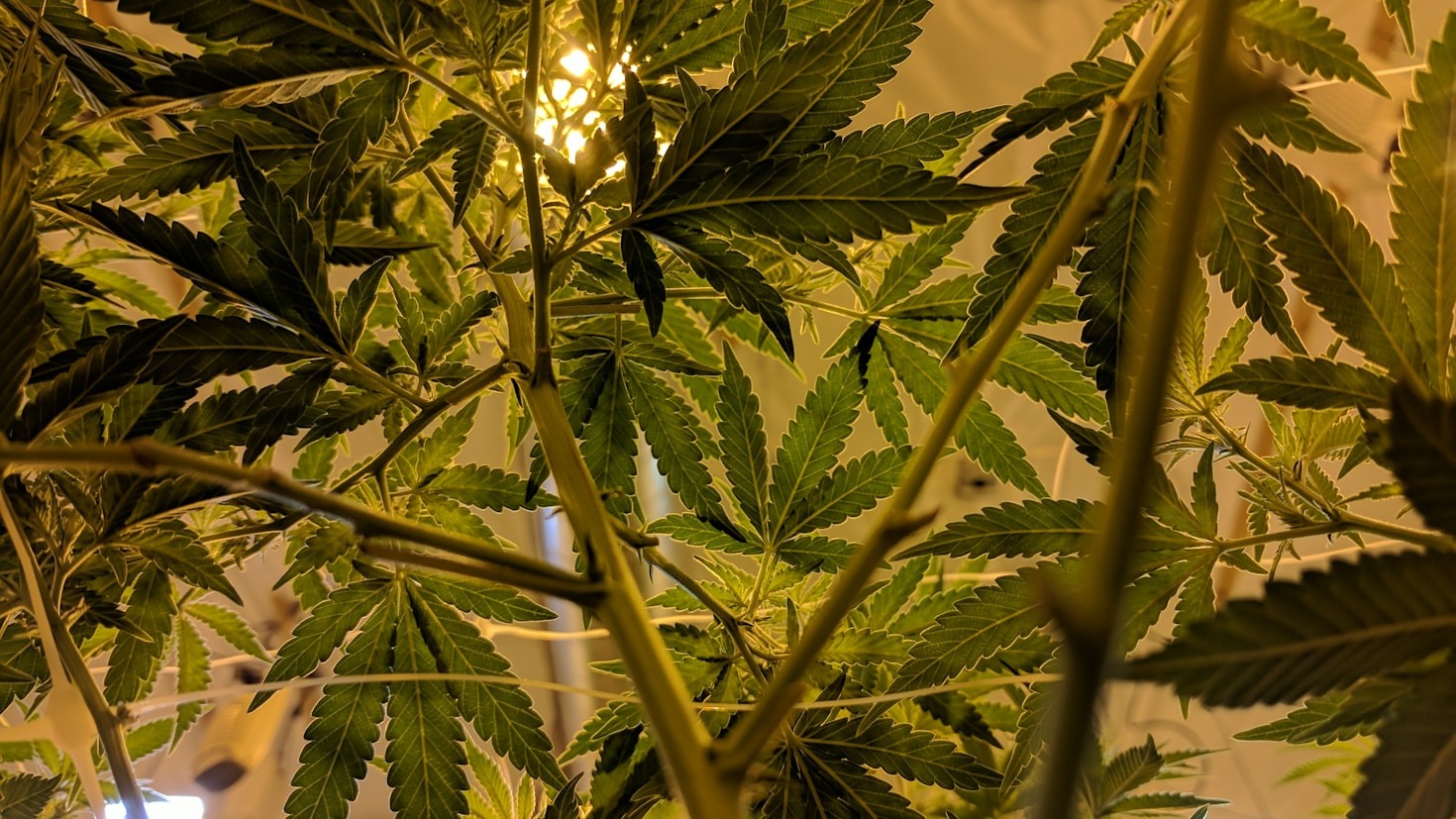 Top 10 Myths About Cannabis Debunked