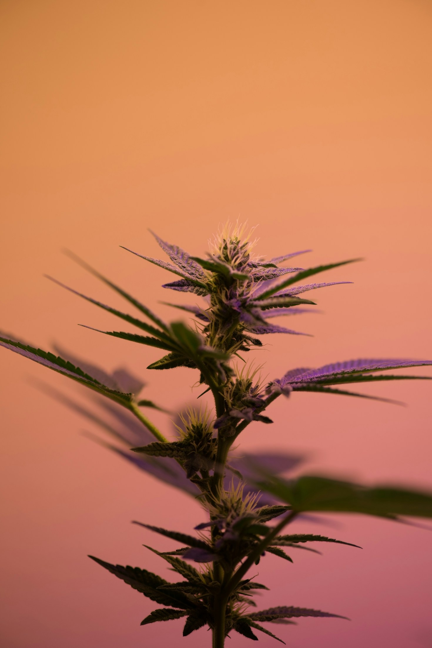 A Beginner’s Guide to Cannabis Strains