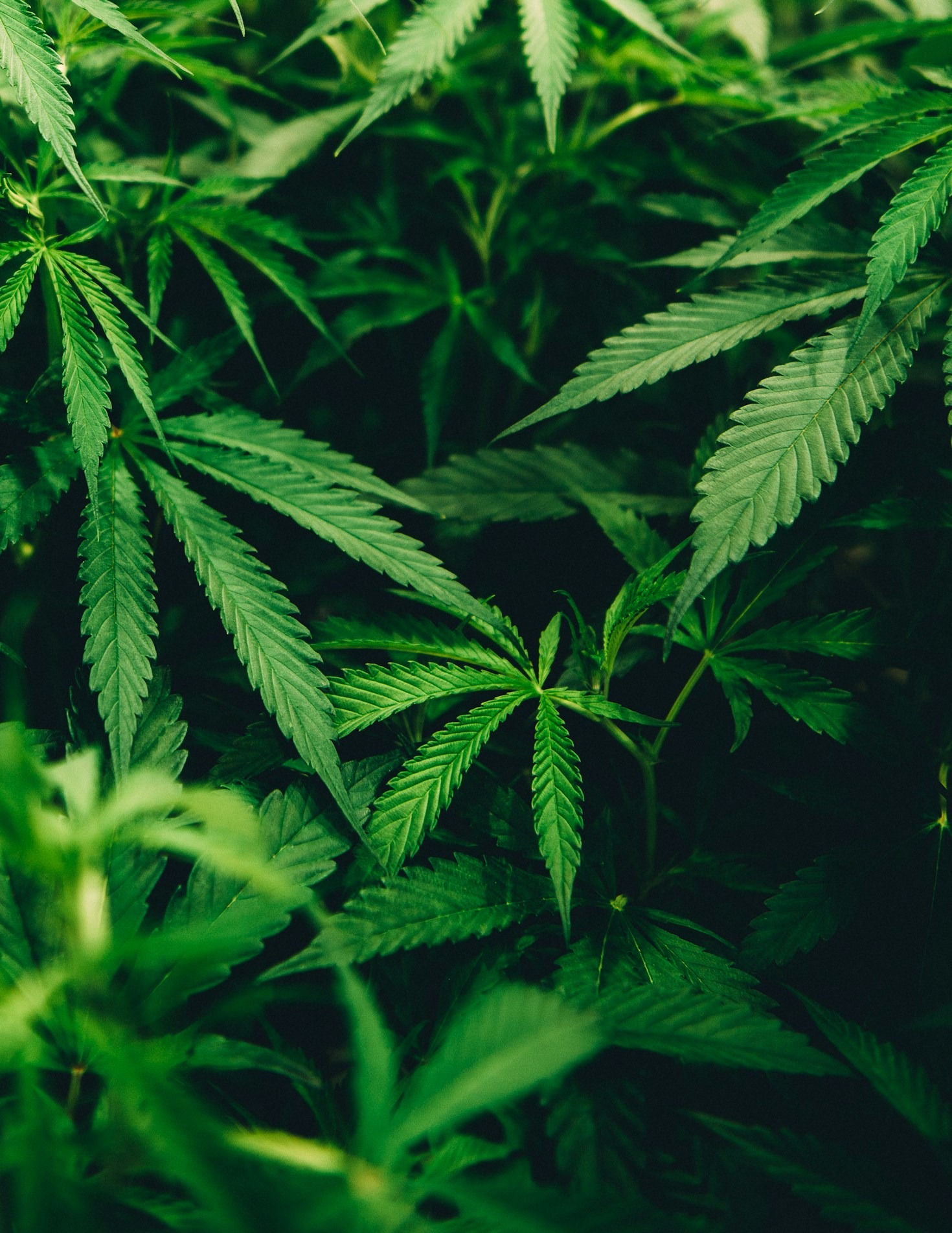 The Role of Cannabis in Modern Medicine
