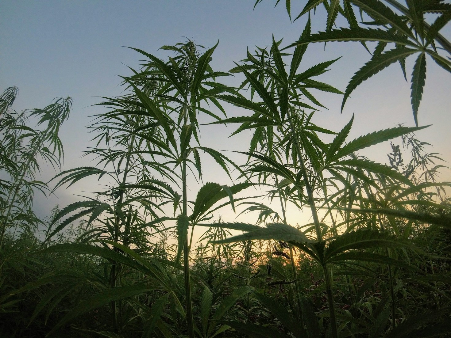Sustainable Practices in Cannabis Cultivation
